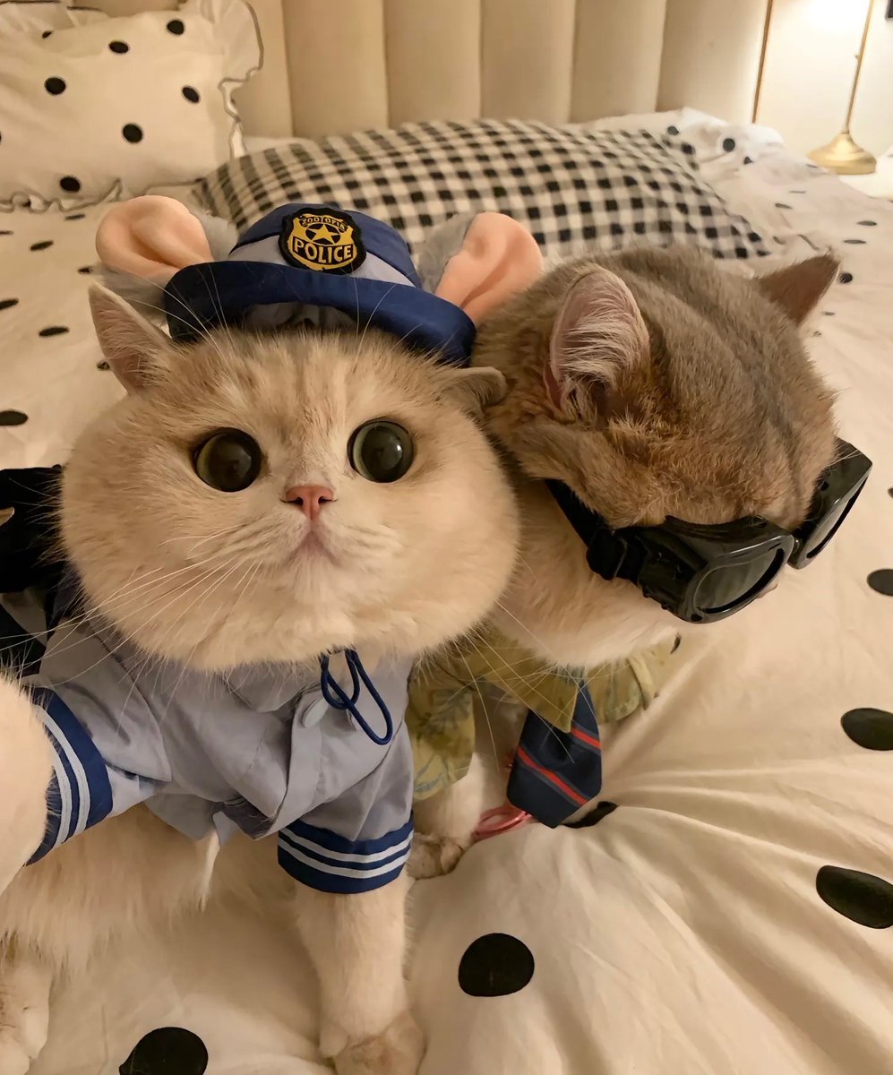 cutest cats (@cutestscats) on Twitter photo 