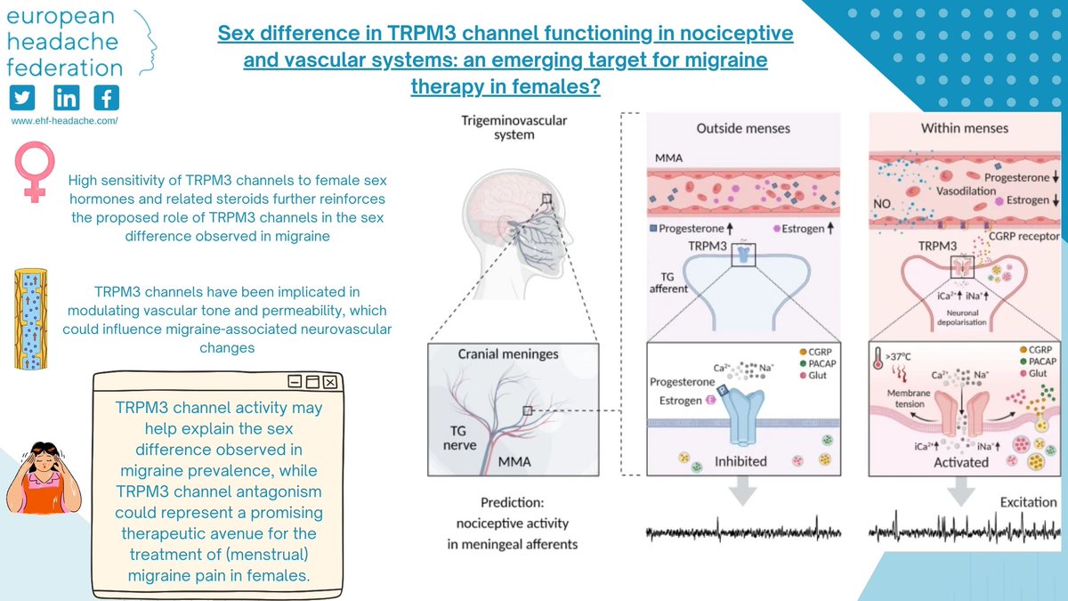 EHF_Official's tweet image. This narrative review summarizes recent data on the role of TRPM3 channels in migraine pathophysiology, particularly in women, the interplay between TRPM3 and CGRP signaling and the possible targeted therapies to be developed. doi.org/10.1186/s10194…