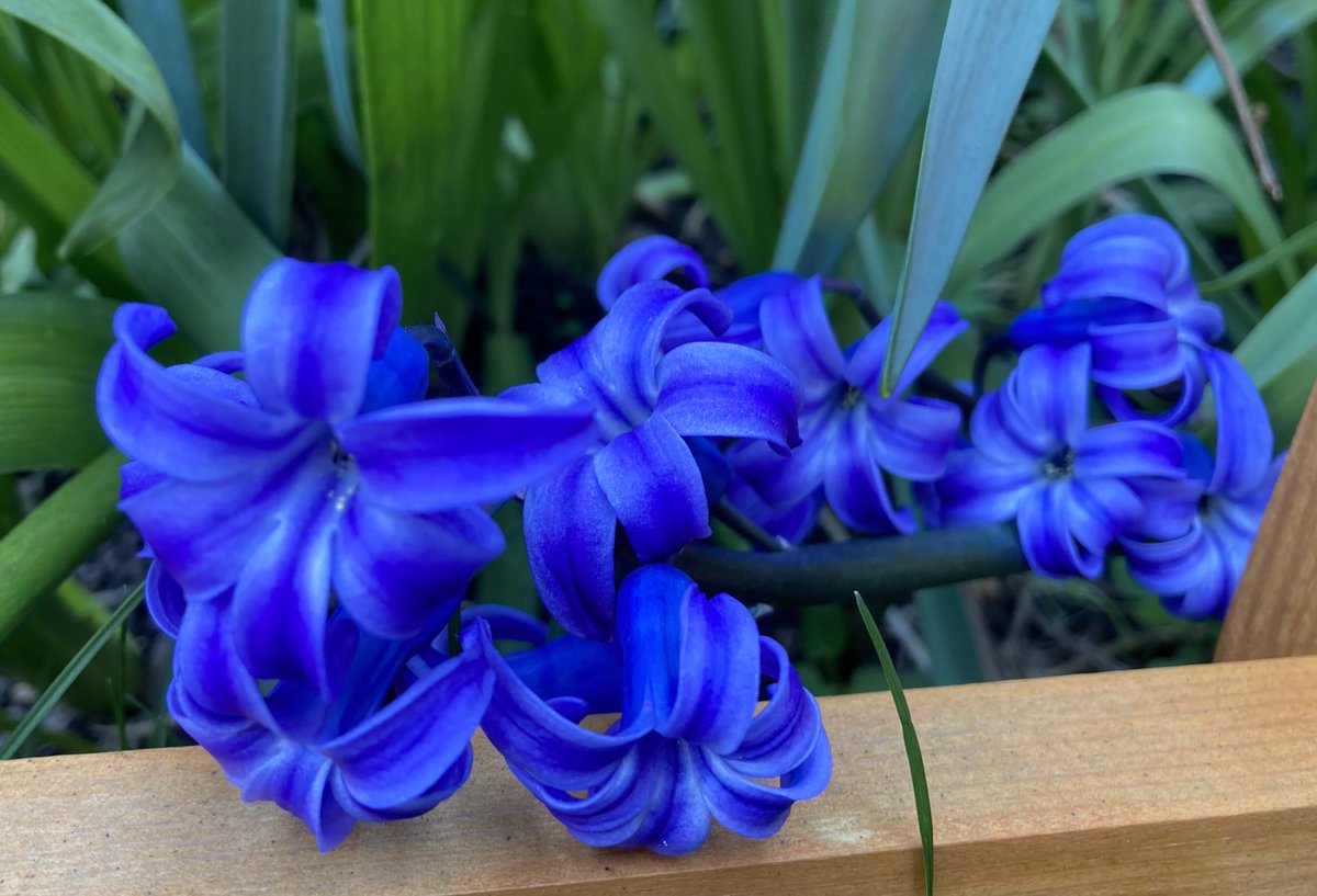 WorldNannys's tweet photo. Wow look at this deepest Blue Hyacinth
๐๐๐๐๐๐๐๐๐๐๐๐
#NannysGardenWorld
Join meย
On Instagram & TikTokย
#Flowers #Garden #GardeningTwitter #PlantingTwitter #BanPlasticGrass #PeatFree #GardeningXย #SpringBulbs #BlueFlowers https://t.co/o14egDBTXF