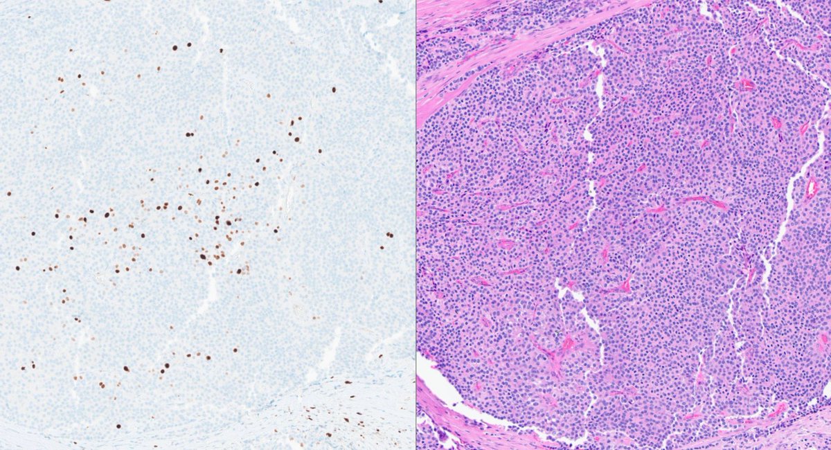 Meredith Herman, DO tweet media