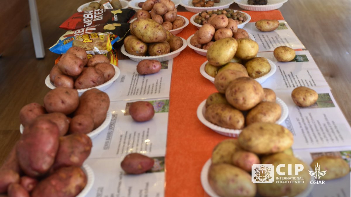 From the lab to the plate! CIP hosted <a href="/belgium_gov/">Belgium Federal Government</a> &amp; <a href="/CGIAR/">CGIAR</a> at ILRI Kapiti Campus, showcasing innovations in potato 🥔 &amp; sweetpotato 🍠.

With @kalro_official, we're scaling up Early Generation Seeds (EGS) via Root Apical Cuttings 🌱 (RACs)—ensuring climate-resilient, nutritious