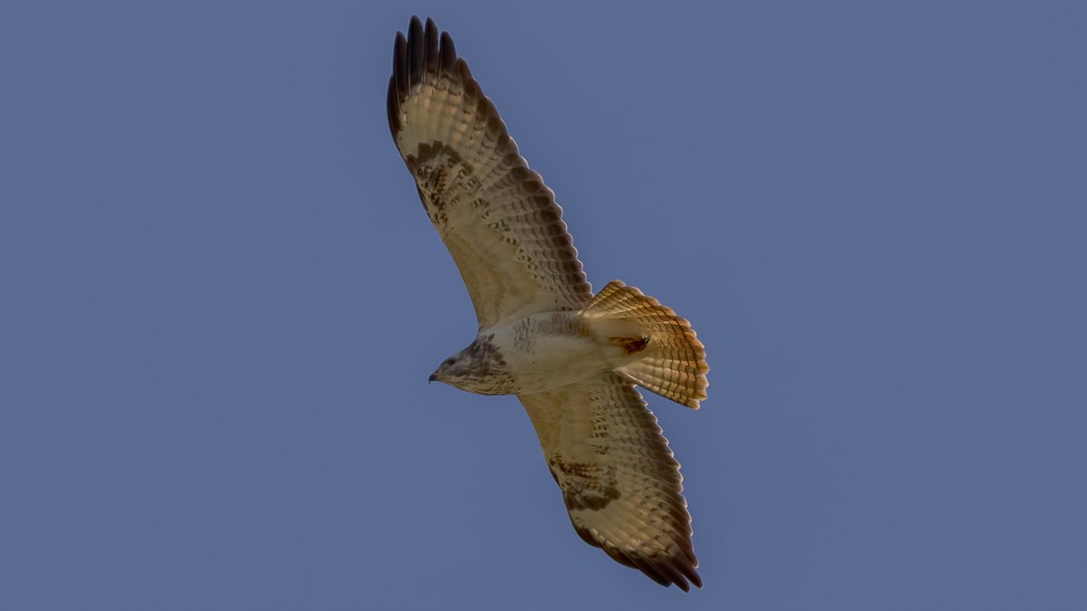 Very pale coloured Buzzard over the Vale of Glamorgan this afternoon #TwitterNatureCommunity #TwitterNaturePhotography #NatureTherapy #NatureBeauty <a href="/RSPBCymru/">RSPB Cymru</a> <a href="/Natures_Voice/">RSPB</a>