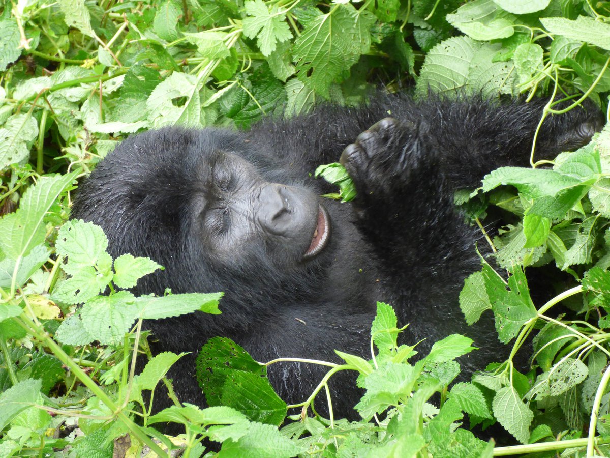 An incredible 4 Days Double Gorilla Trekking Safari in Rwanda &amp; Uganda! 🌿🐾 A truly magical experience! 🦍❤️ 📞 +256752134826  trekgorillasafaris.com/4-days-double-…✉️ info@gorillatrekking.com #Gorilla #Adventure #Travel #Nature #NMIXX #TrendingNow