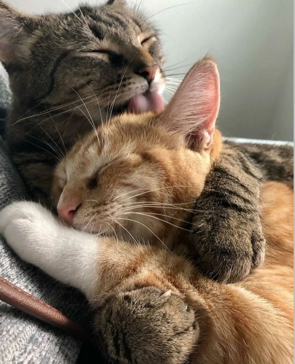 cutest cats tweet media