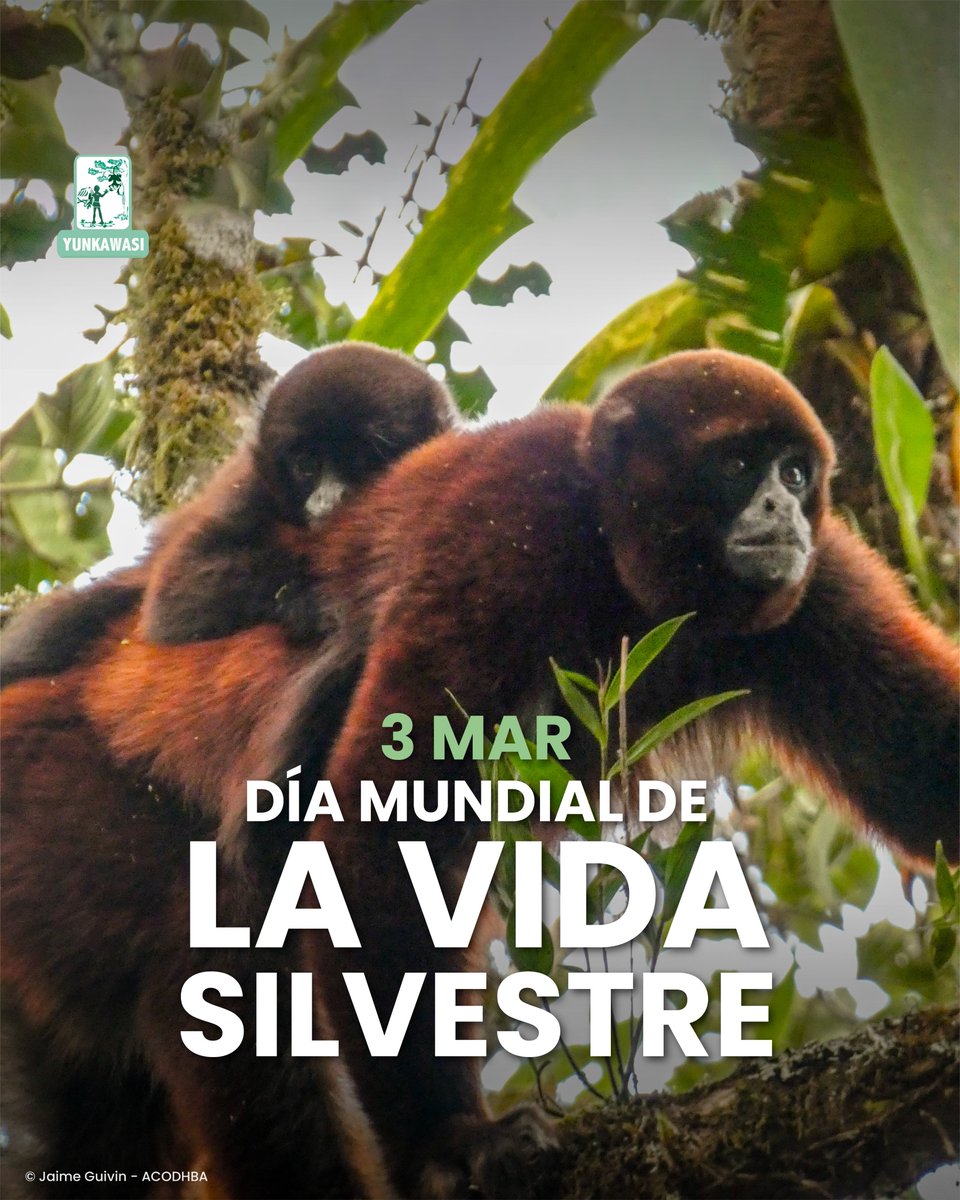 🌿 ¡Feliz Día Mundial de la Vida Silvestre! ✨

🌎 En este día, reflexionemos sobre la importancia de la vida silvestre y su papel fundamental en la preservación de la Tierra y, por lo tanto, de nuestra supervivencia. 

#VidaSilvestre #Conservación #MonoChoroDeColaAmarilla