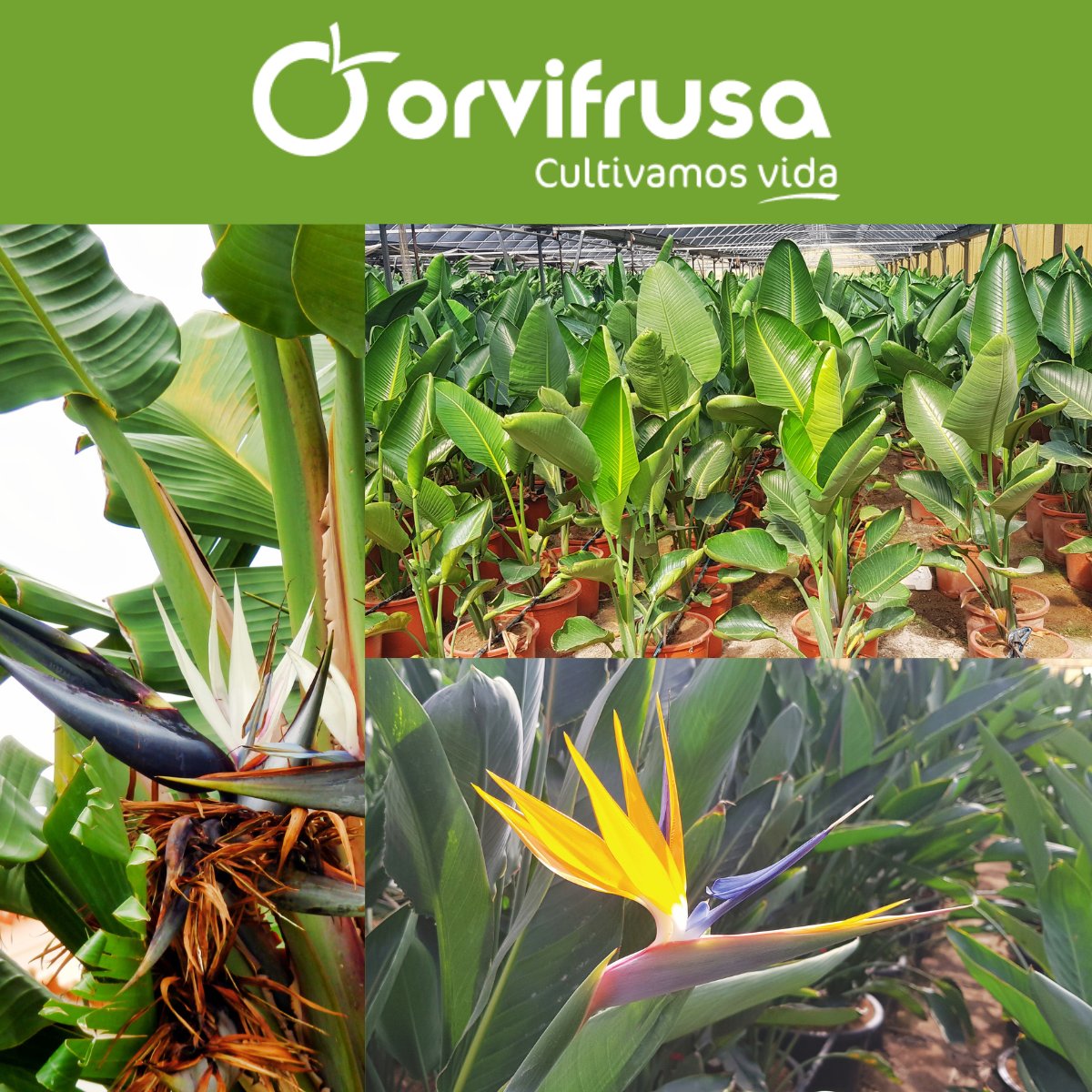 🌺 Descubre la belleza de nuestras Strelitzias en Orvifrusa. 
Disponemos de:
- S. augusta 
- S. reginae
Perfectas para embellecer cualquier espacio exterior. Estas plantas no solo añaden un toque exótico, sino que también son fáciles de cuidar.

orvifrusa.com/wp-content/cat…