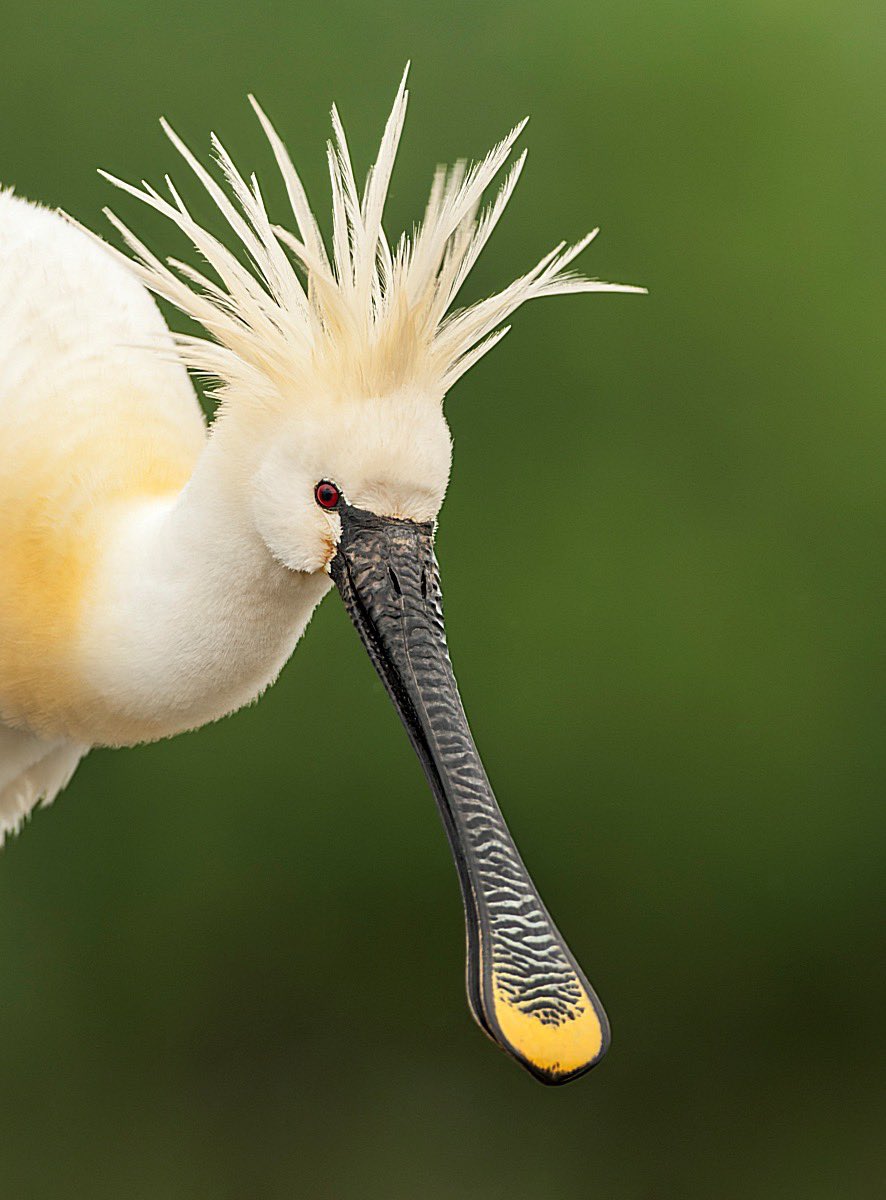MarcGuyt's tweet image. My latest blog online on the website of @vogelnieuws - this time about my visits to great photohides by #bencemate in Hungary.
The whole story and more images here: vogelbescherming.nl/actueel/berich…