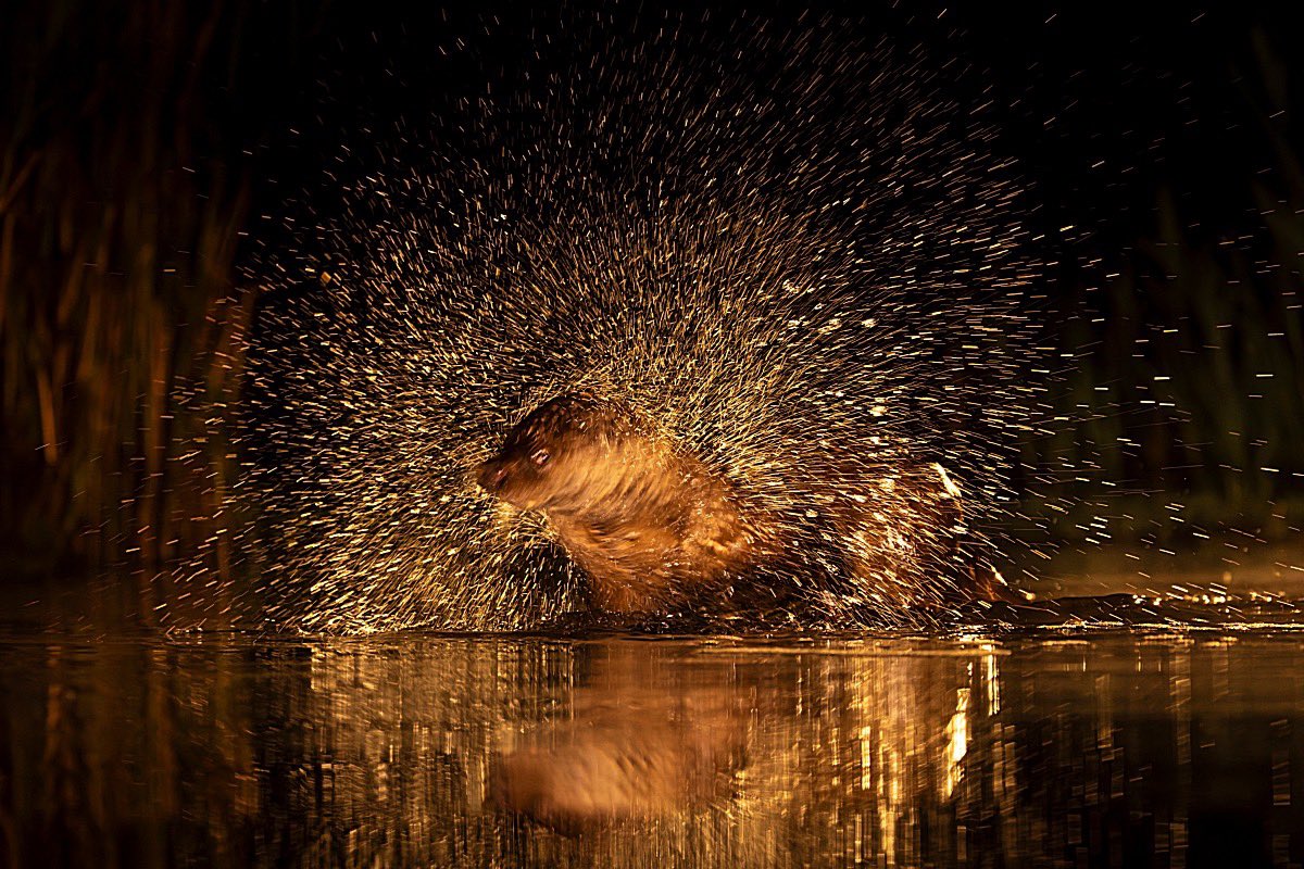 Marc Guyt (@marcguyt) on Twitter photo My latest blog online on the website of <a href="/vogelnieuws/">Vogelbescherming NL</a> - this time about my visits to great photohides by #bencemate in Hungary.
The whole story and more images here: vogelbescherming.nl/actueel/berichโฆ My latest blog online on the website of <a href="/vogelnieuws/">Vogelbescherming NL</a> - this time about my visits to great photohides by #bencemate in Hungary.
The whole story and more images here: vogelbescherming.nl/actueel/berichโฆ