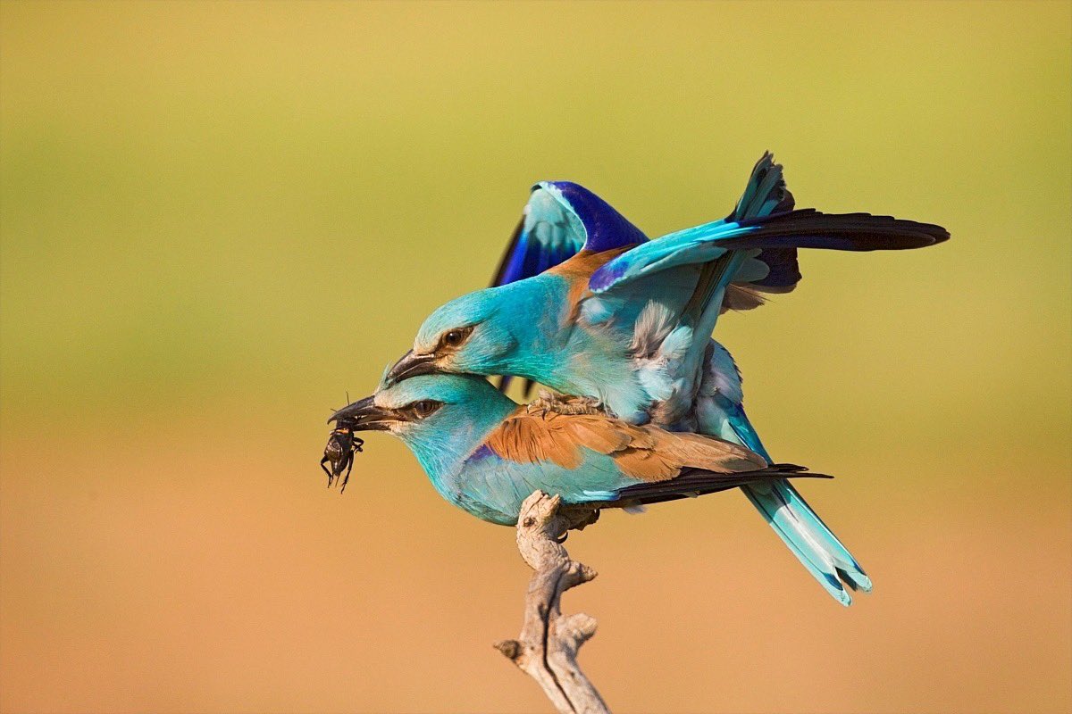MarcGuyt's tweet image. My latest blog online on the website of @vogelnieuws - this time about my visits to great photohides by #bencemate in Hungary.
The whole story and more images here: vogelbescherming.nl/actueel/berich…