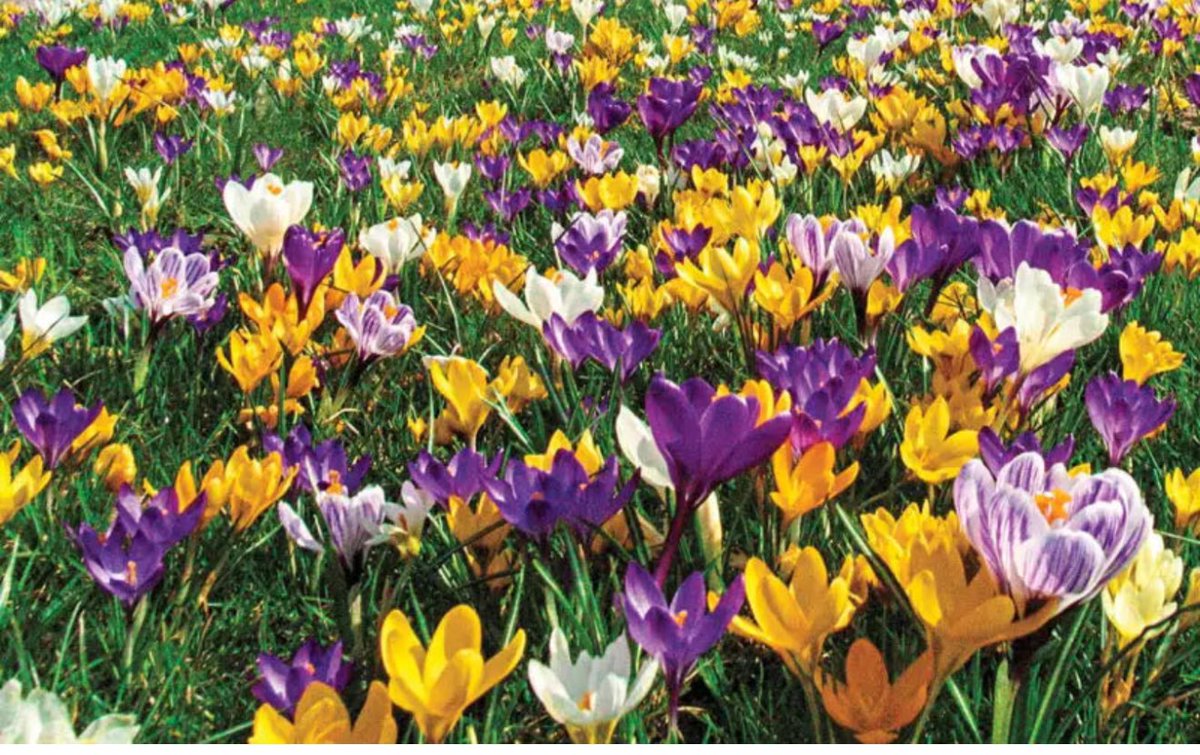 #millburnnj 
#springtime #nj #lovewhatyoudo 
#embrennantreeservice #Crocuses are among the first flowers to appear in early spring, often blooming through the last bits of snow. They serve as one of the earliest signs of spring, signaling the end of winter and the beginning of a