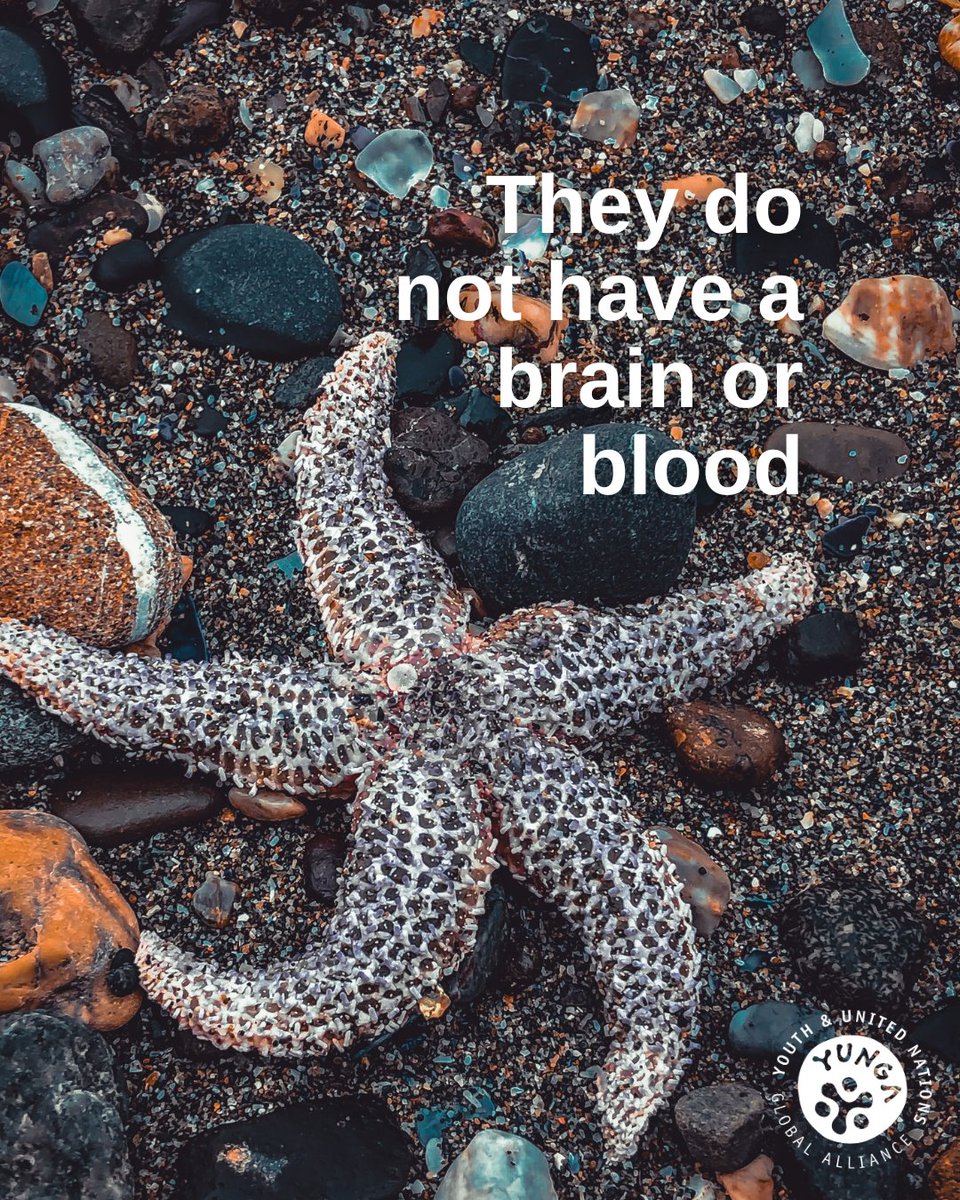 Fun facts about #starfish⭐️

Did you know they are not actually fish?

They are invertebrates.✨

Swipe to find out more about these fascinating creatures!

Have you ever seen one?👀