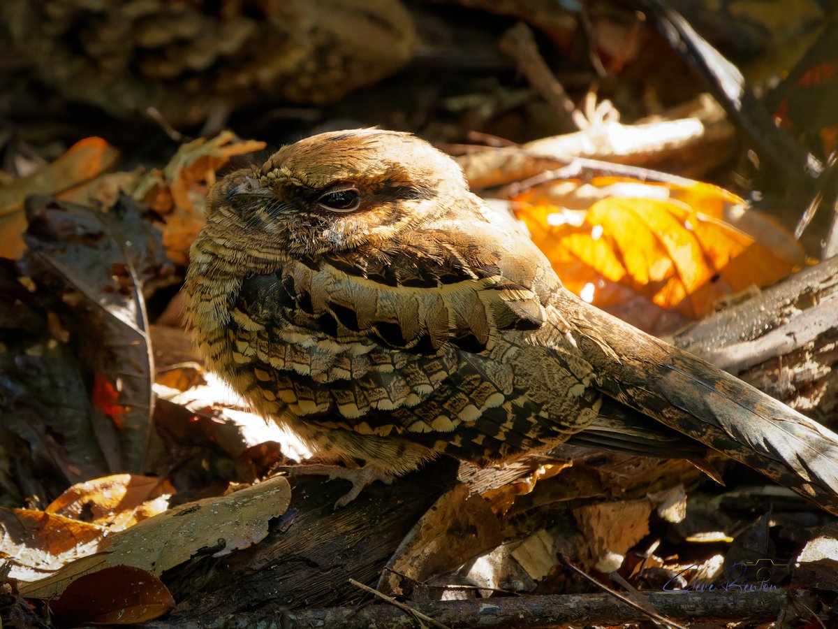 bentos1368's tweet photo. Costa Rica #12
The Common Pauraque is a secretive bird of the Costa Rican Jungles, similar in appearance to our own European Nightjar and equally difficult to spot
#costaricawildlife #costarica #manuelantonio #costaricabirding #camoflage #OM1 #rainforest #nightjar #commonpauraque https://t.co/0qICkJ44N5