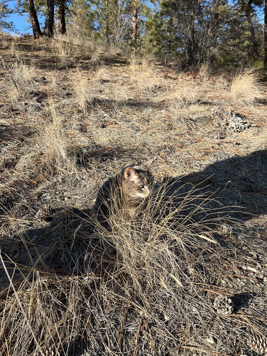 Miss Hissy Pissy tweet media