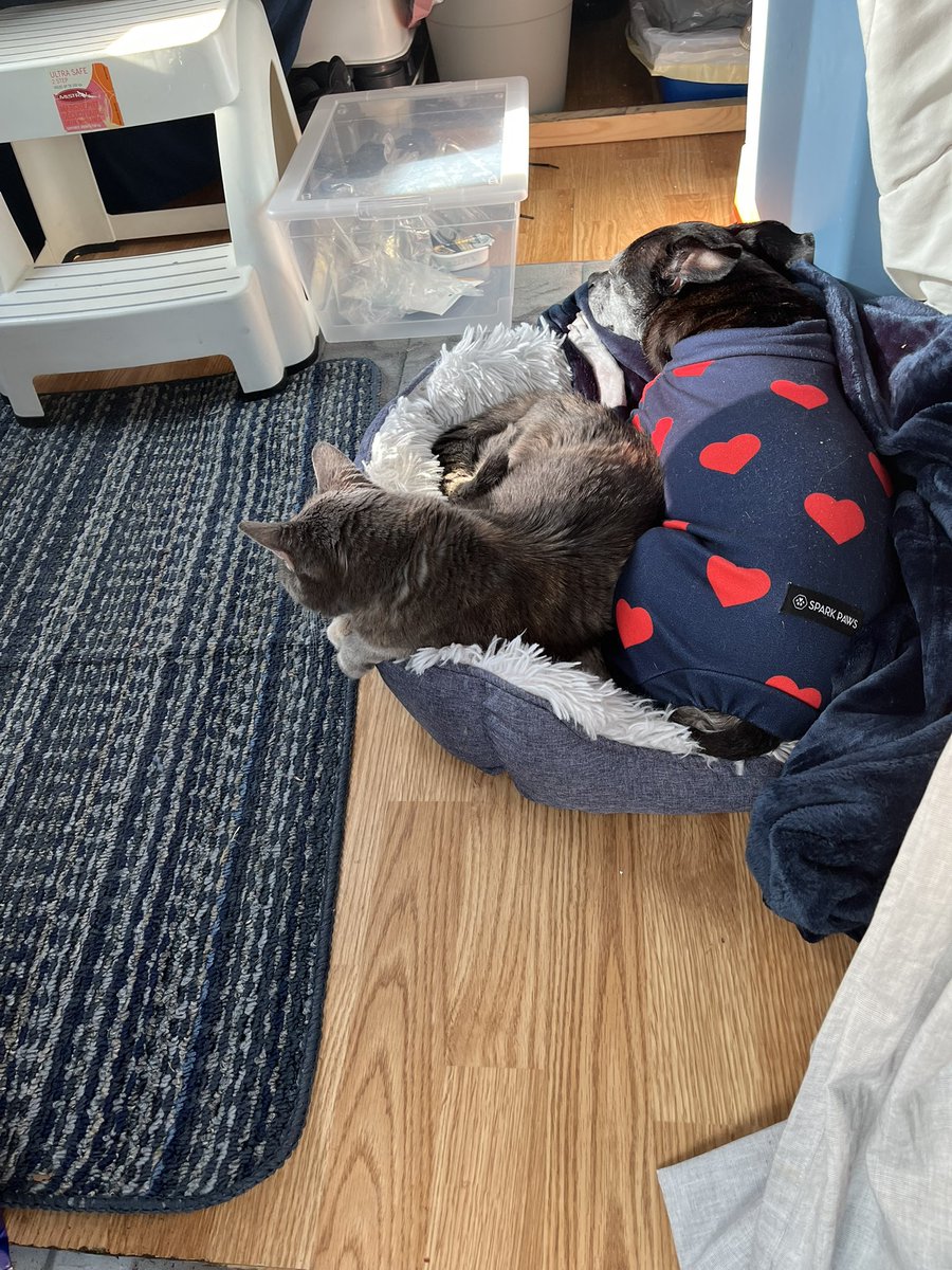 Miss Hissy Pissy tweet media