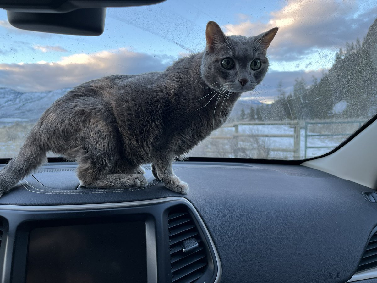 Miss Hissy Pissy tweet media