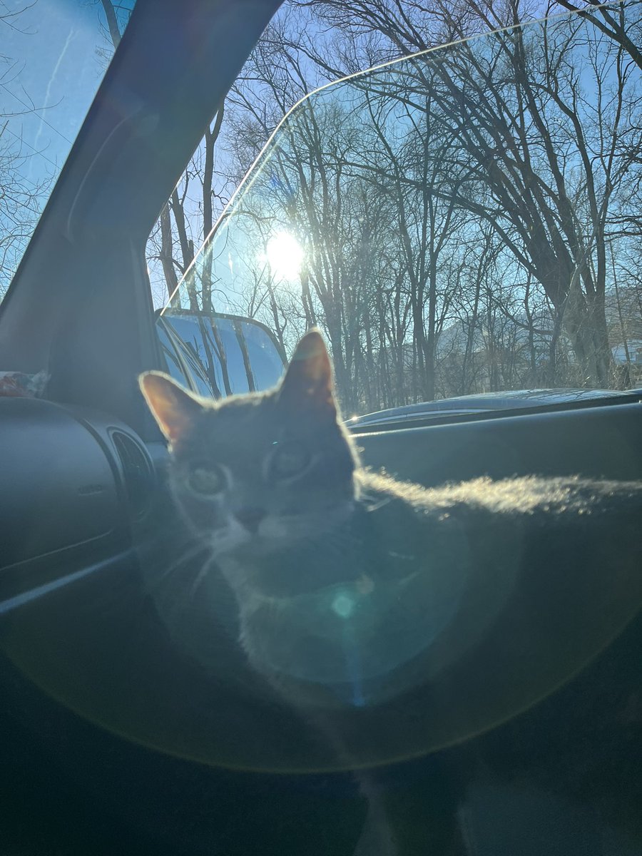 Miss Hissy Pissy tweet media