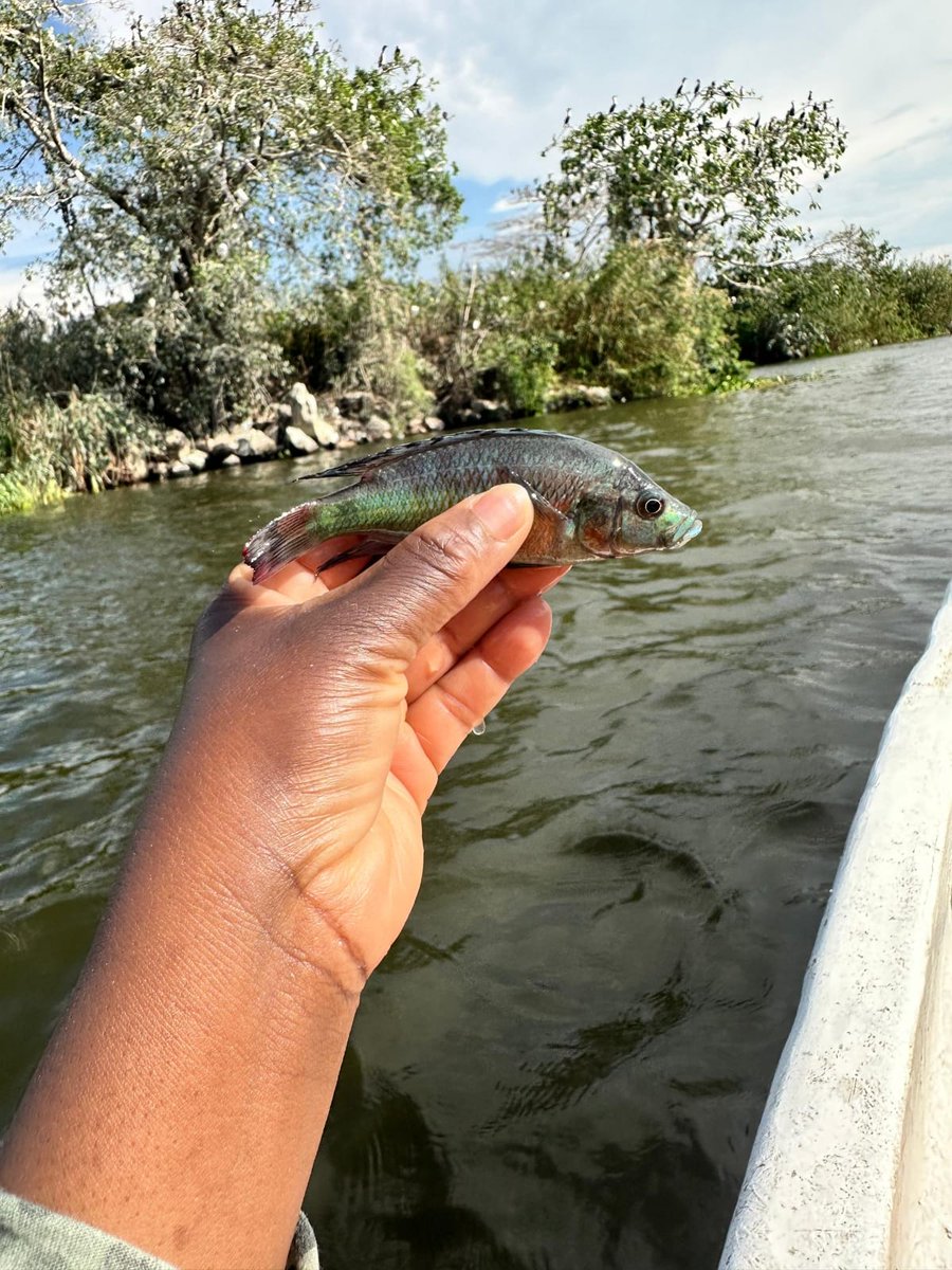Dr. Anna Mahulu (@amahulu) on Twitter photo 🐟✨ Unbelievable Moment! ✨🌍
As we pulled the net from Lake Victoria, I knew—we found something special! I shouted & showed it to <a href="/OleSeehausen/">Ole Seehausen</a>. His reaction? "This is unbelievable, Anna!! Lipochromis microdon!"
Once thought extinct, now rediscovered! 🔬💙#Conservation 🐟✨ Unbelievable Moment! ✨🌍
As we pulled the net from Lake Victoria, I knew—we found something special! I shouted & showed it to <a href="/OleSeehausen/">Ole Seehausen</a>. His reaction? "This is unbelievable, Anna!! Lipochromis microdon!"
Once thought extinct, now rediscovered! 🔬💙#Conservation