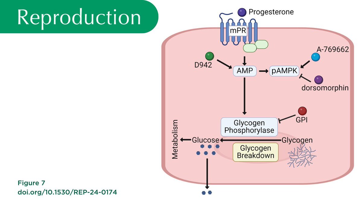 Reproduction journal (@reprodjournal) on Twitter photo 'Membrane progesterone receptors mediate progesterone-stimulated glycogenolysis in the bovine uterine epithelium', by Malia D Berg and Matthew Dean <a href="/DeanReproLab/">Matthew Dean</a>
👀 Read it here: doi.org/10.1530/REP-24… 'Membrane progesterone receptors mediate progesterone-stimulated glycogenolysis in the bovine uterine epithelium', by Malia D Berg and Matthew Dean <a href="/DeanReproLab/">Matthew Dean</a>
👀 Read it here: doi.org/10.1530/REP-24…