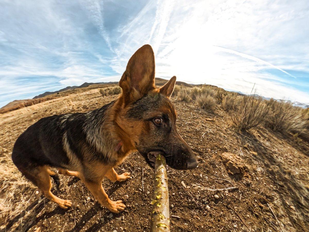 GoPro's tweet image. Swipe for the view from each lens 🔭

No more fighting for the spotlight—our 360° camera, #GoProMAX, sees everything 🐕🐶 Now just $349, including a free 1-year GoPro Premium Subscription 👉 GoPro.com/MAX

#GoPro #GoProPets #DogsOfInstagram #Cute #Puppy #GermanSheppard