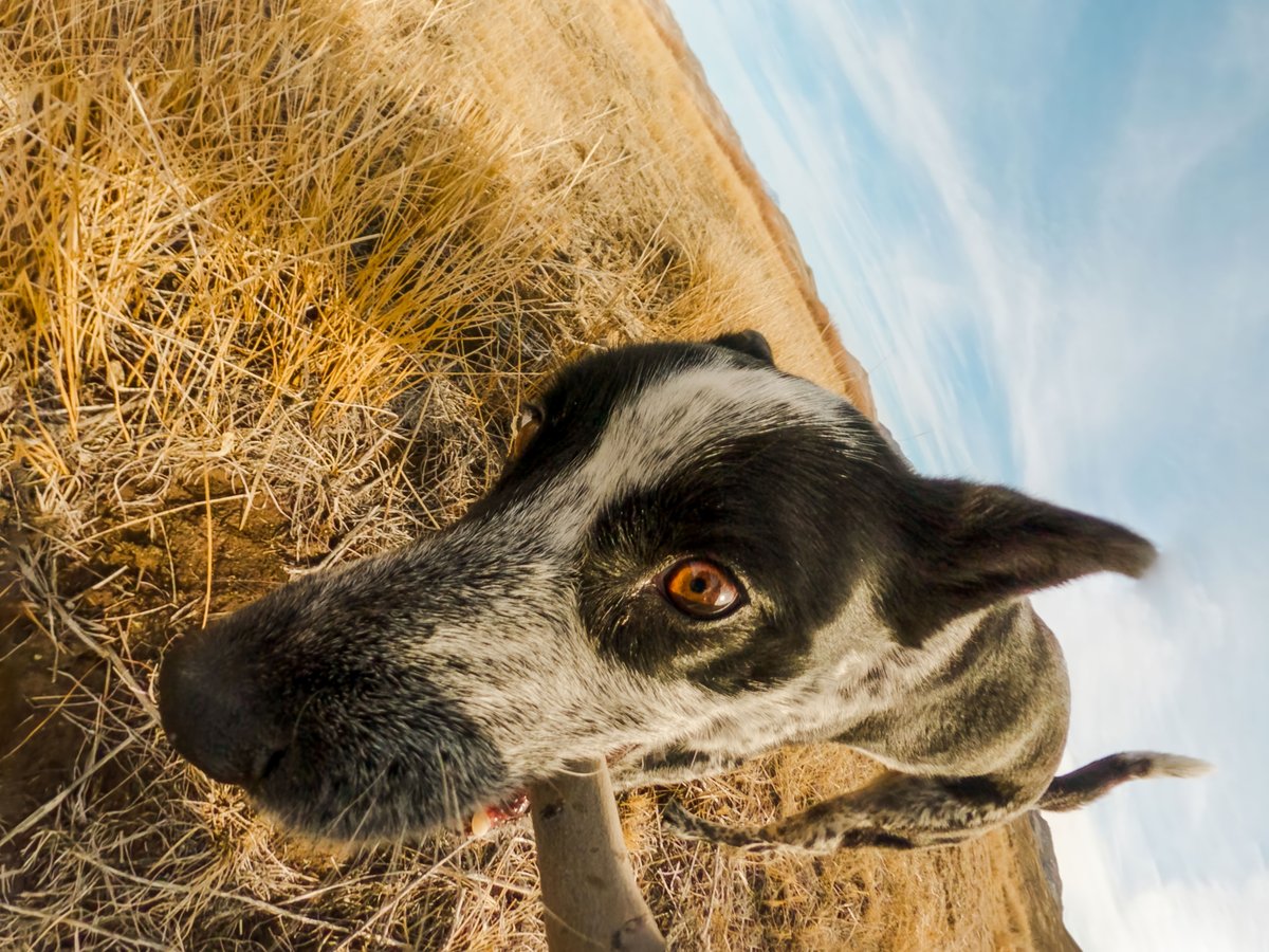 GoPro's tweet image. Swipe for the view from each lens 🔭

No more fighting for the spotlight—our 360° camera, #GoProMAX, sees everything 🐕🐶 Now just $349, including a free 1-year GoPro Premium Subscription 👉 GoPro.com/MAX

#GoPro #GoProPets #DogsOfInstagram #Cute #Puppy #GermanSheppard