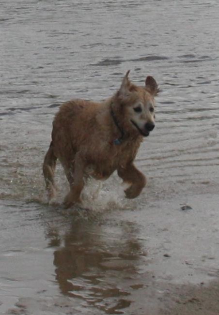 University of Pretoria (@uptuks) on Twitter photo Audra, a 13-year-old dog, is back to running on the beach after successful TPLO surgery for a CCL rupture at <a href="/OPtuks/">OP Vets at UP</a>. Thanks to Dr Adriaan Kitshoff & our dedicated team, she regained her mobility and pain-free life! More: ow.ly/taLl50V9j85
#TUniversityOfPretoria #VetCare Audra, a 13-year-old dog, is back to running on the beach after successful TPLO surgery for a CCL rupture at <a href="/OPtuks/">OP Vets at UP</a>. Thanks to Dr Adriaan Kitshoff & our dedicated team, she regained her mobility and pain-free life! More: ow.ly/taLl50V9j85
#TUniversityOfPretoria #VetCare