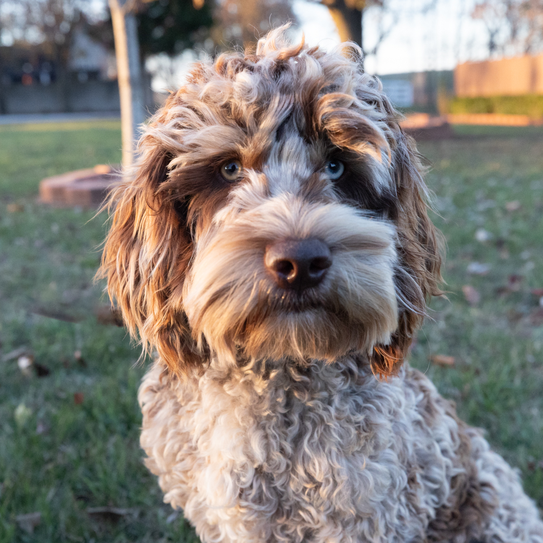 Bringing home a pup? 🐶 Learn how our health guarantee, medical records, and NuVet supplements set them up for a happy, healthy life!

🔗 Read now: bit.ly/4ik5Wzp

#labradoodle #goldendoodle #newpuppy #puppyhealth #multigengoldendoodle #pawfect #cutepuppy