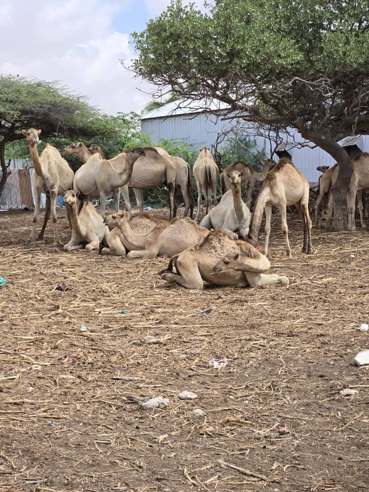 UNIDO Somalia tweet media