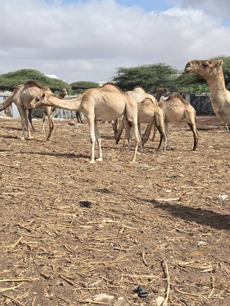 UNIDO Somalia tweet media