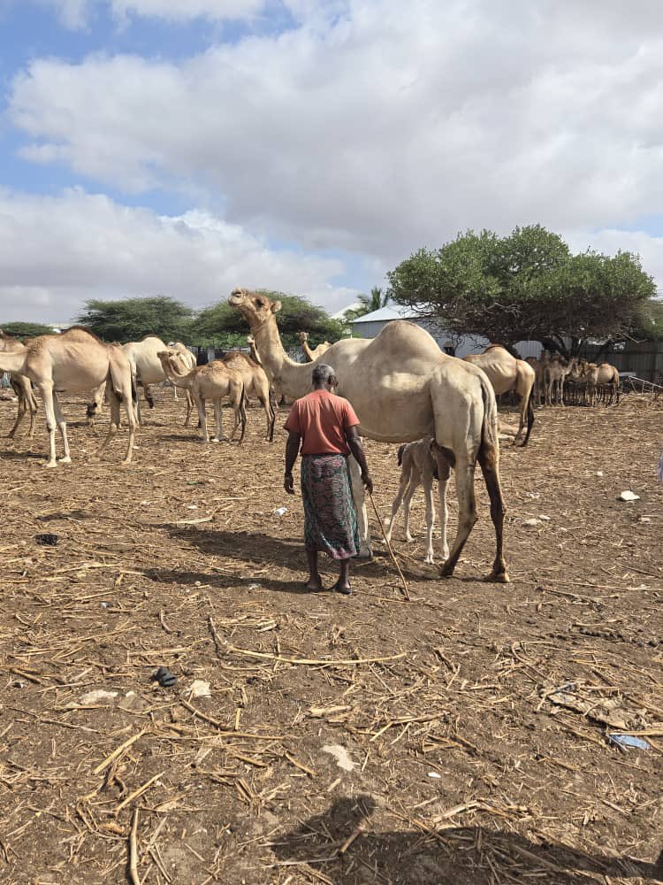 UNIDO Somalia tweet media