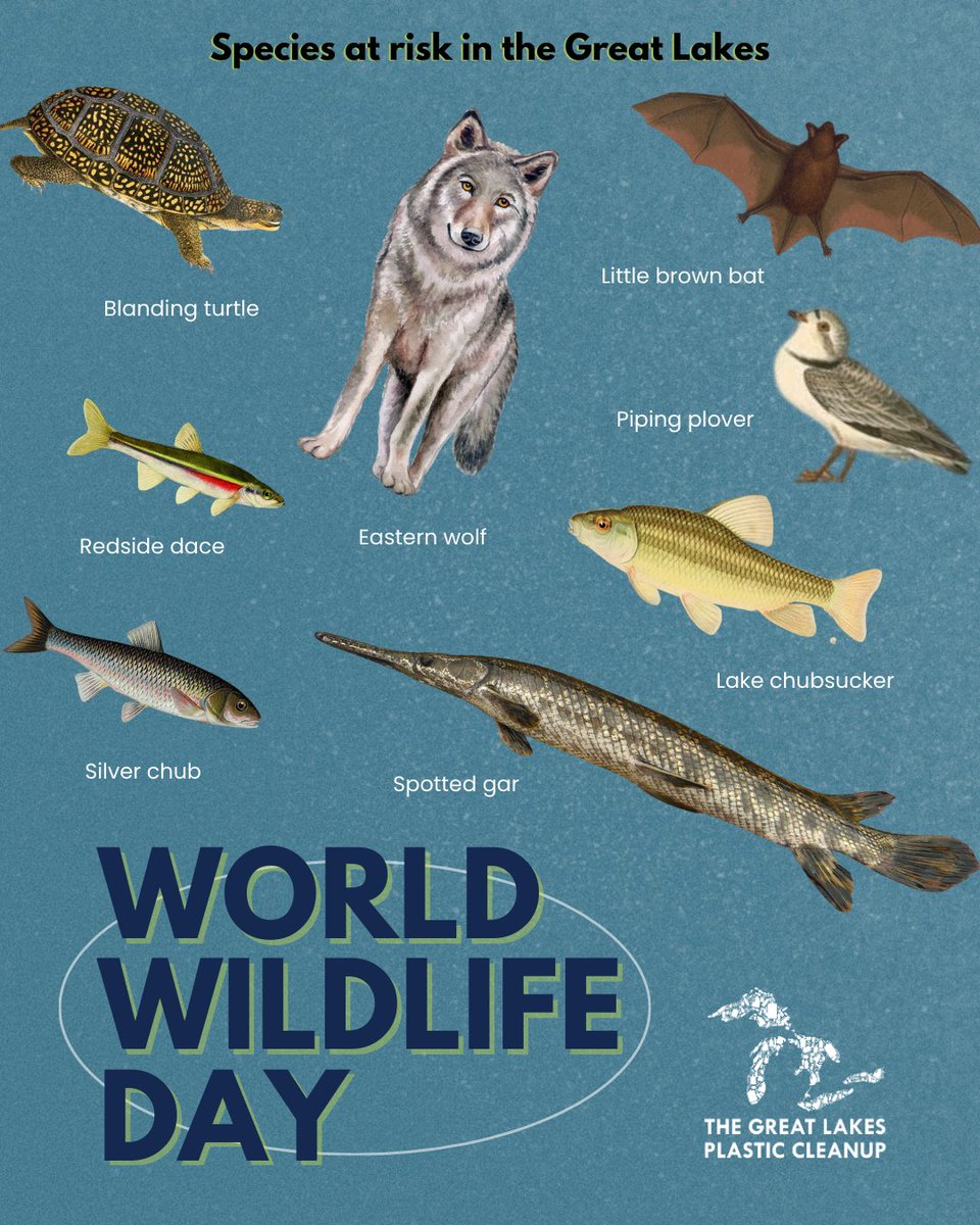 Today is #WorldWildlifeDay! The Great Lakes is home to over 3,500 species of plants and animals, some of which are endangered due to threats such as plastic pollution. Donate today and help us safeguard the diverse species that depend on these waters: greatlakesplasticcleanup.org/get-involved