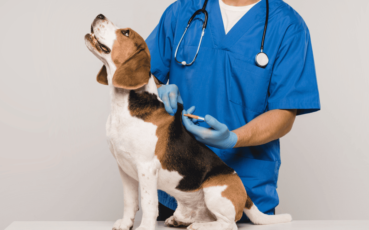 The <a href="/CleburneShelter/">Cleburne Pets</a> is offering FREE microchipping, including registration, for Cleburne residents all month long. It costs $5 for non-residents. You need proof of residency/current rabies vaccination. Appointments are required, so call 817-556-8895 or email acunit@cleburne.net.