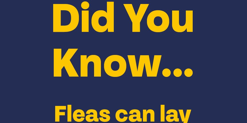 Don’t let fleas take over your home protect your pets with Bob Martin. 🐾 Say goodbye to itchy invaders and hello to happy, healthy pets! 🐶🐱