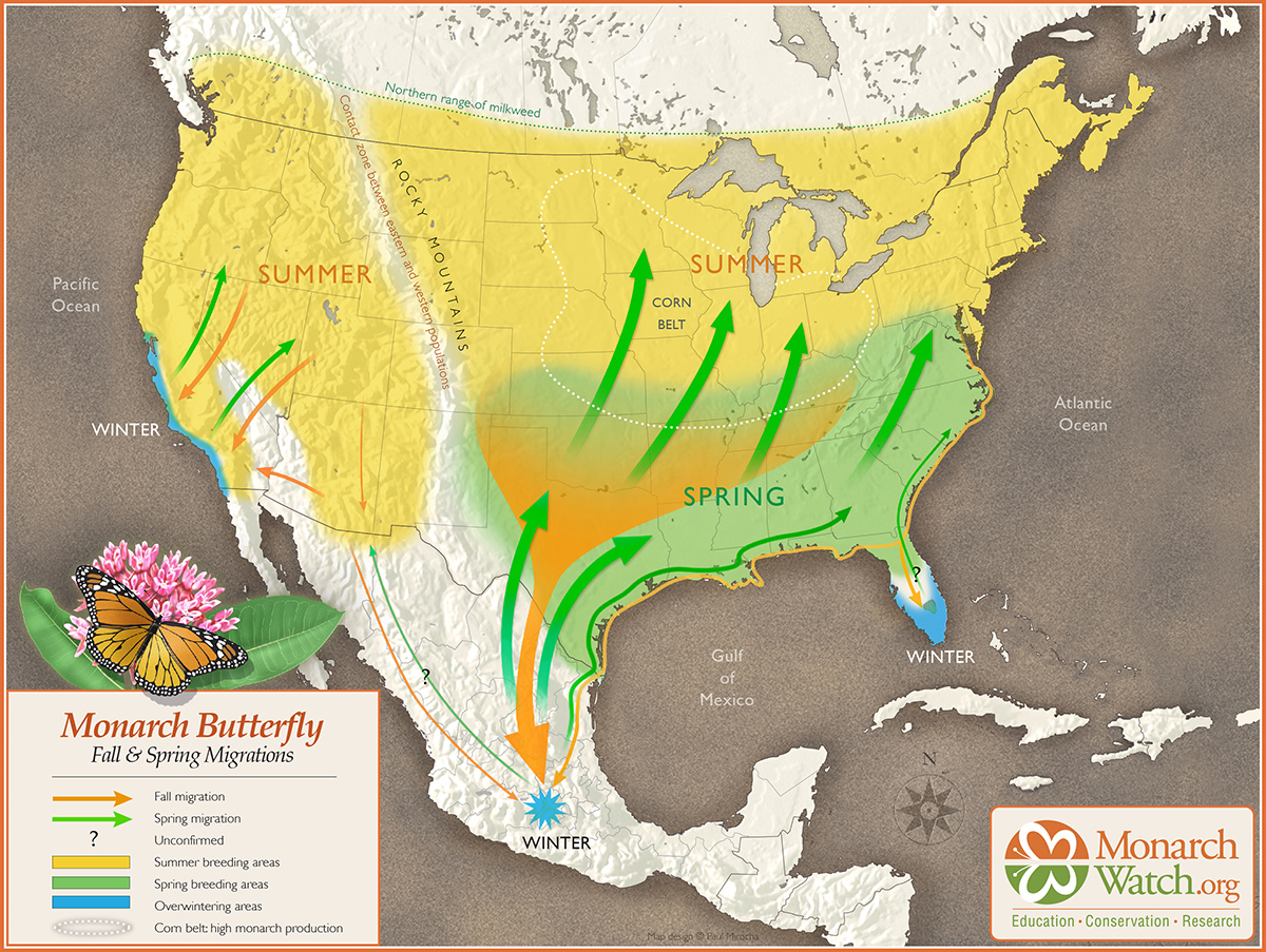 The incredible monarch butterflies have returned to the U.S. and Canada after their long migration from Mexico! Let’s celebrate their journey by protecting their habitats and planting milkweed. 🌱

#MonarchsintheRough #MonarchMigration #Conservation