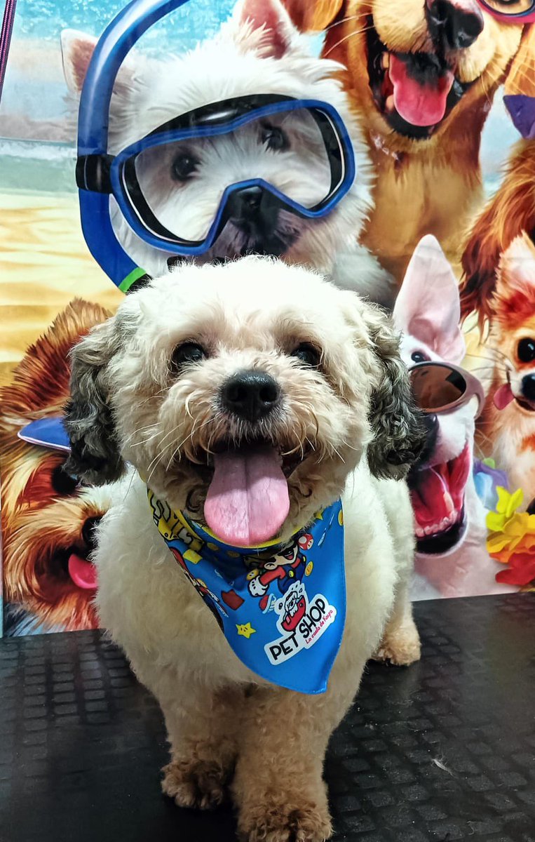 Hola amigos

El 21 de febrero encontré a este perrito en surco, por la plaza de armas, casi lo atropellan, se veía muy desorientado.

No sé si está perdido o abandonado.
Se busca a sus dueños o adopción urgente.

Es chiquitito