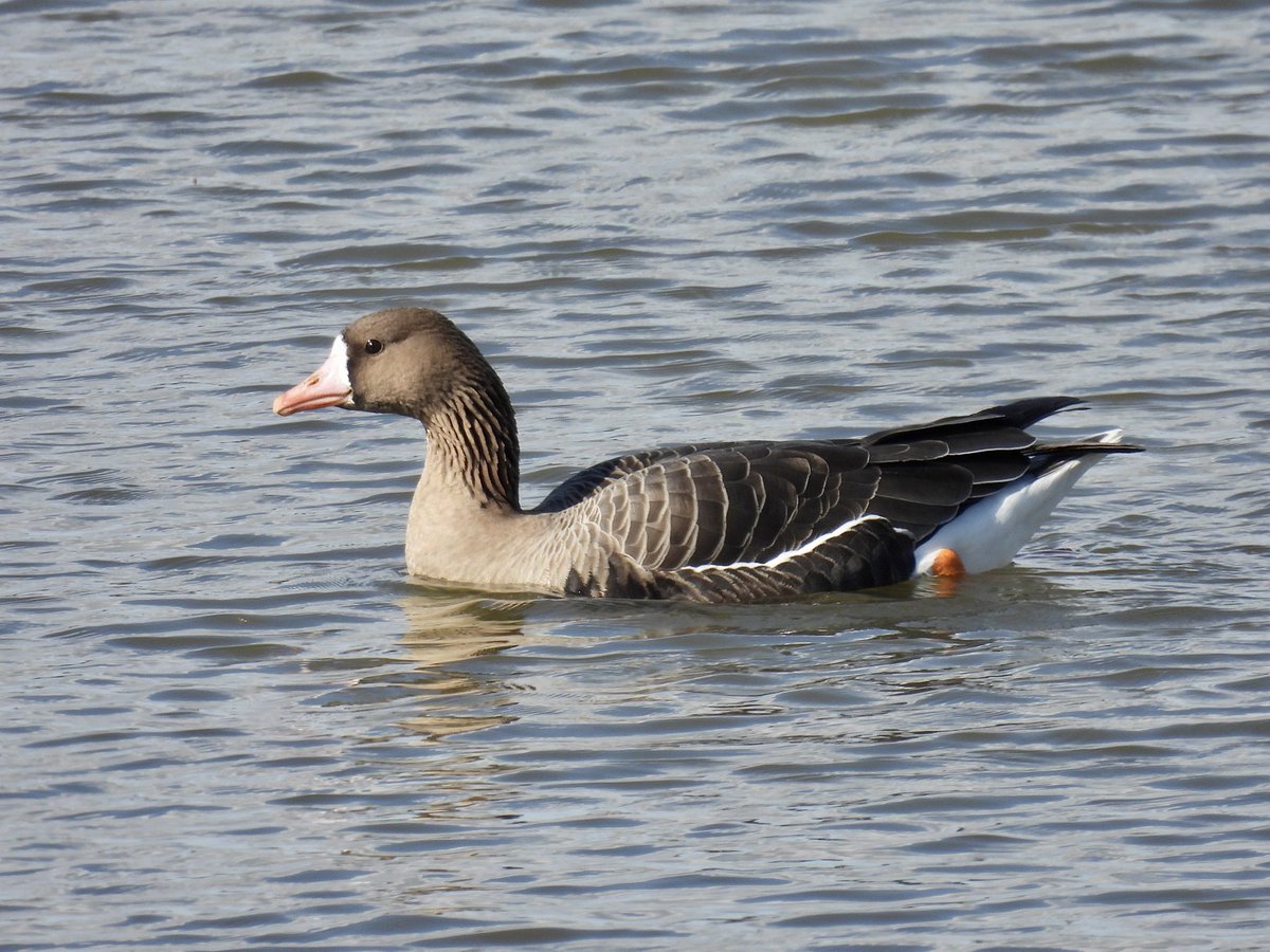 Frank Ryan (@lfrankryan) on Twitter photo A couple of the 4 Russian White-fronted Geese which have been at <a href="/WWTLlanelli/">WWT Llanelli Wetland Centre</a> for the past few days (on the Dafen Scrapes, this morning) A couple of the 4 Russian White-fronted Geese which have been at <a href="/WWTLlanelli/">WWT Llanelli Wetland Centre</a> for the past few days (on the Dafen Scrapes, this morning)