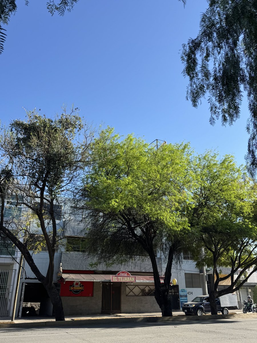 SoyDeLeon_Mx's tweet photo. ‼️ #DenunciaEcológica #ÁrbolesEnPeligro 🌳 ¡NO SE VALE!! 

@ambiente_leon 

#TacoElTejaban en #León están MATANDO ÁRBOLES 🌳 con aceite y grasa calientes.

Este negocio de tacos al norte de León tira litro y litros de aceite y grasa caliente al término de su jornada. 

“Ya llenamos nuestros bolsillos de lana ahora vamos a tirar el problema a los árboles de aquí enfrente, que al cabo no hablan, no se quejan y nadie va a decir nada”  

Honestamente deberían dejar de acudir a este establecimiento que literalmente le vale la vida que hay en su entorno, PERO QUE ES DE TODOS LOS LEONESES. 

@AleGutierrez_mx @AllanLeon_ @betomof @DGOP_Leon @imartinezop @luz_adriana_gto @elKafkarrabias @Ernesto_Woah @FURAmx @urbe_leon @bicitografo @JackiieHeredia @arturovelamx @PonchoAcosta96 @mpio_Leones @JuanPerezRamiz @jorgelona1 @NavarroArt89592 @lasillarota @cocobernal @QuePocaMadre_Mx @Mr_Civico @wonder_m_r @ChaponerosCE @Dr_FranzEsp @rodg_rodriguez @takitos013 @CAVOvalecillo @iguanomayor @mipadremelodijo @arboles_magicos @don_helecho @C_Ahuizotl @arbolescdmx @BioGuanajuato @marco_un_bio @NoemiMagram @gobgente @aguagobgente