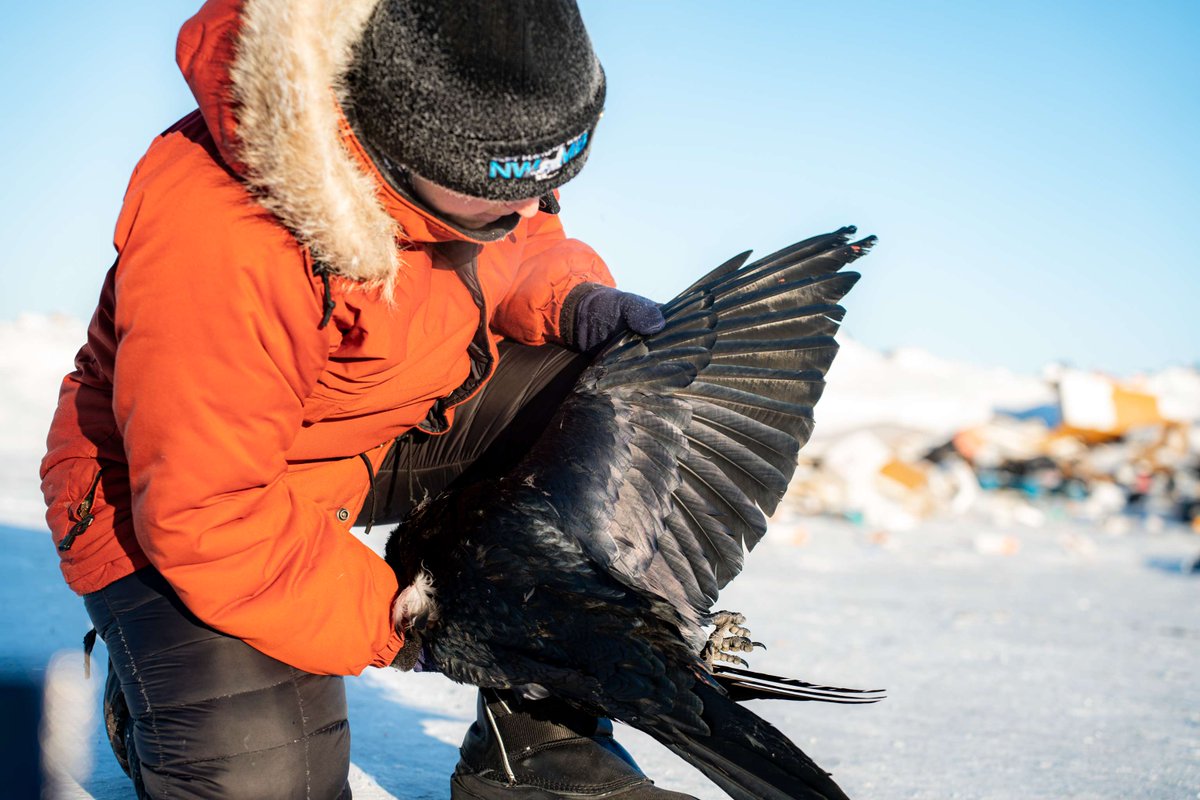 Voici Madeleine-Zoé, étudiante au doctorat à ULaval qui entrelace l'art et la science! Son équipe cherche à détecter et quantifier les nanoparticules dans les tissus des Grands Corbeaux afin de mieux comprendre l’impact environnemental de la gestion des déchets dans l'Arctique.