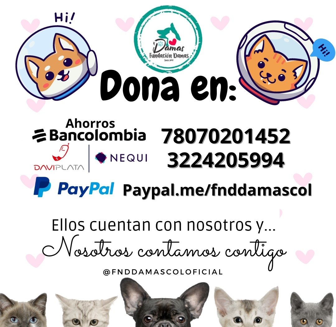 Luftwavedxkli (@luftwavedxkli) on Twitter photo Ella es Mía una gatica de calle que fue rescatada por <a href="/FndDamascol/">Fundación Damas Colombia 🇨🇴</a>. Padecía de un cáncer en una de sus orejitas, anemia y desnutrición. Fue atendida a tiempo y ya se recuperó! Necesitamos de 30 personas que donen 10mil pesos para pagar el saldo de su atención. Nos ayudas? Ella es Mía una gatica de calle que fue rescatada por <a href="/FndDamascol/">Fundación Damas Colombia 🇨🇴</a>. Padecía de un cáncer en una de sus orejitas, anemia y desnutrición. Fue atendida a tiempo y ya se recuperó! Necesitamos de 30 personas que donen 10mil pesos para pagar el saldo de su atención. Nos ayudas?