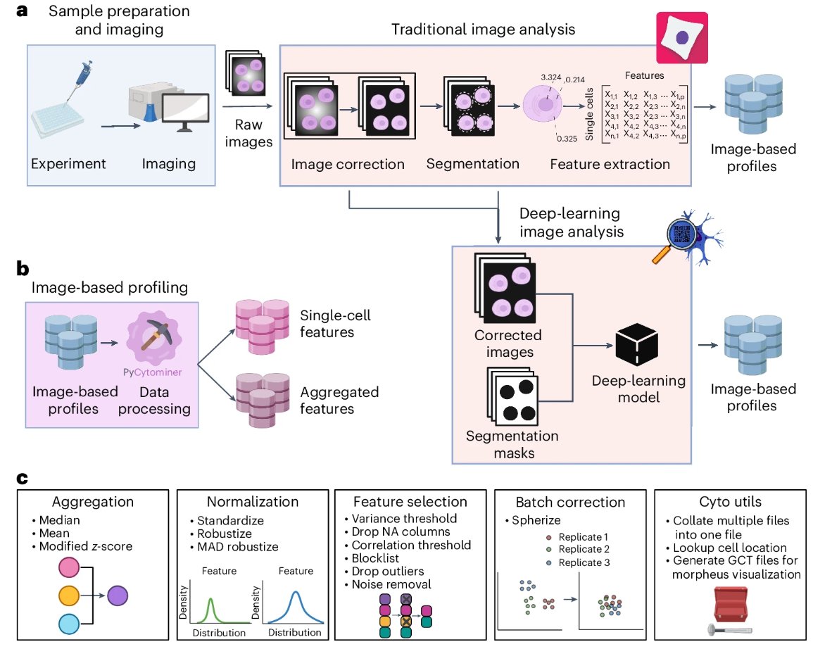 Out today from the Singh and Way labs! Pycytominer is a user-friendly, open-source Python package that carries out key bioinformatics steps in image-based profiling. nature.com/articles/s4159…