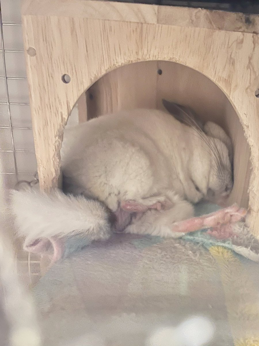 毎日いろーんな寝方で寝てるのね　チンチラを生み出してくれた神様ありがとう