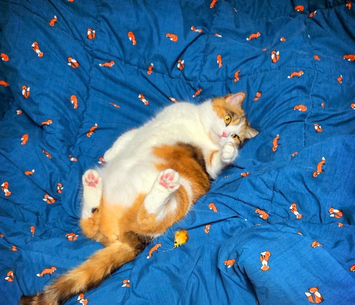 이불 바다 속 헤엄치는 고양이