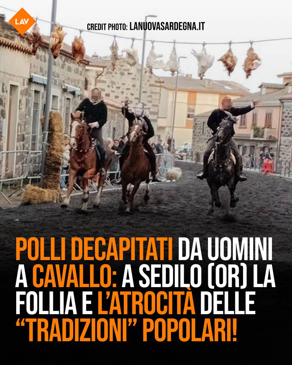 LAV_Italia's tweet photo. Sardegna: anche quest'anno si è svolta la "Festa di Su Puddu" dove persone a cavallo decapitano polli appesi lungo il percorso. Gli animali non sono intrattenimento per noi umani. Basta dare spazio a queste tradizioni popolari retrograde! News qui 👉https://t.co/wgJ1jNEC53 https://t.co/20bOZBobRe