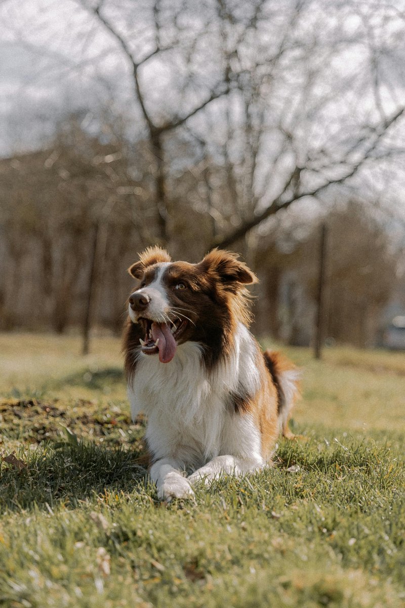 Dettsforpets's tweet image. Scent Games Fun: Hide treats or toys in the yard to tap into your dog&apos;s amazing sense of smell! It&apos;s a great way to keep them mentally stimulated and entertained. 
#DettsForPets #FunFactFriday #DogGames #HideAndSeek #SmartDogs #CanineInstincts #PlayWithPups #DogMentalHealth