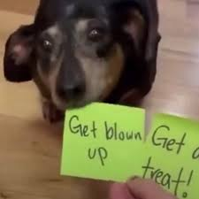 Rudi (@the_gaslighter) on Twitter photo 