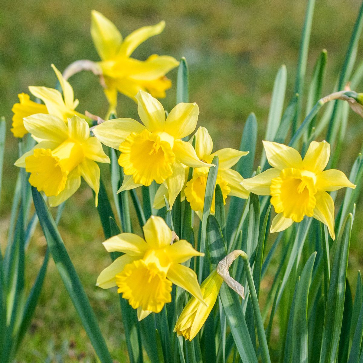 Kinchbus's tweet image. Hope you&apos;ve all had a super, smashing, day so far across the #kinchbusuniverse on the first Monday of #MeteorologicalSpring 

James here again tweeting from the swivel chair to help with any bus-related questions you have until 7:00 pm so if you need any assistance just ask 💬