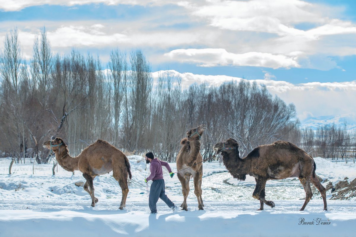 burakdemirBRK's tweet image. Van&apos;da kışın zor şartlarında hayvancılığın en alası yapılmaktadır. Bunlara birde deve bakımı eklendi mi bir kat daha zor oluyor. 
Çiftçilerimizin emeğine yüreğine sağlık 🙏 #van #deve #birkublevan #yaşam
