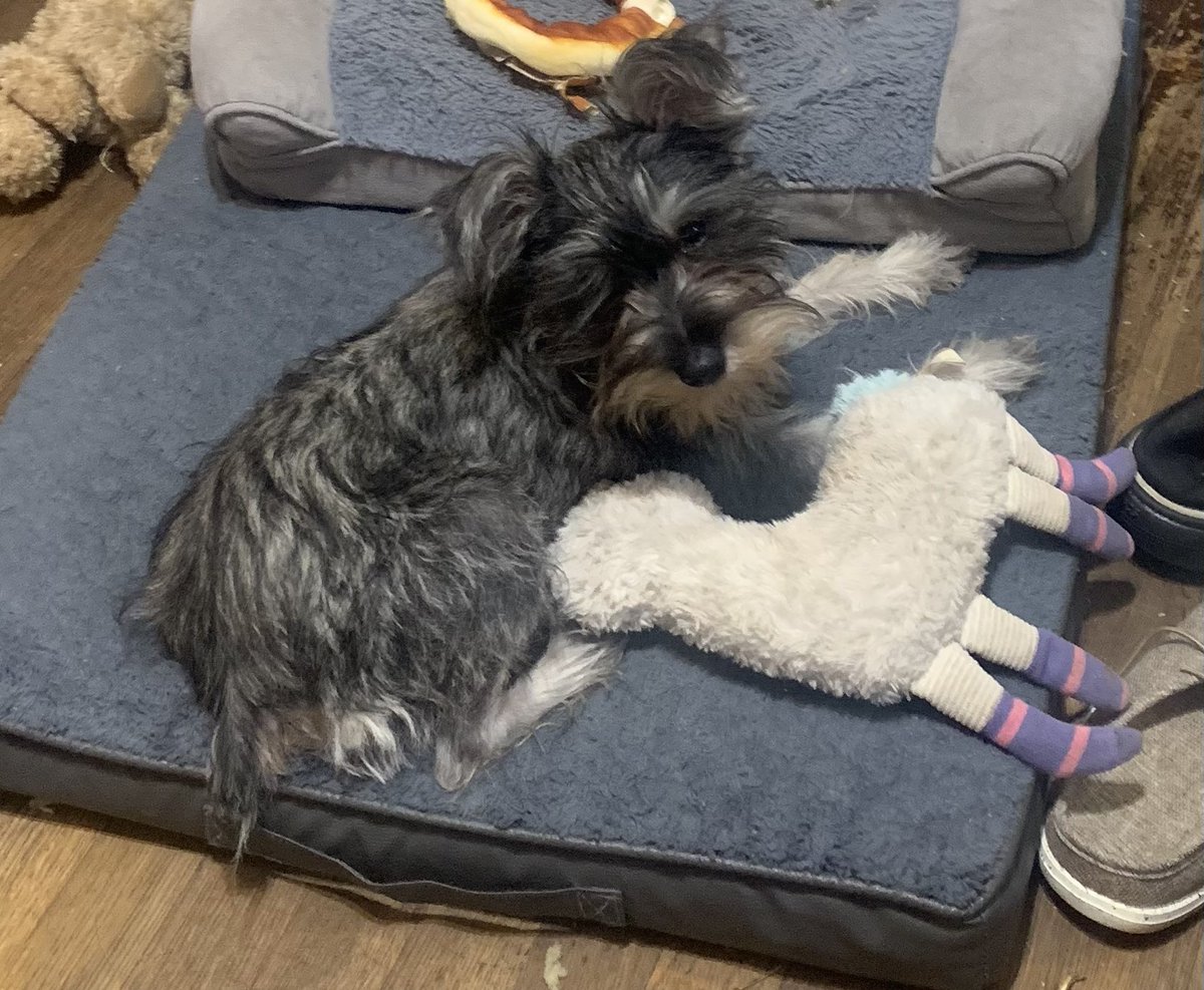 Happy Monday fwiends! I’m just playing with my llama while Ivey and Ryleigh are napping! Geesh, they sleep too much!
Have a great day ☺️💕🤗🐾
#dogsoftwitter #schnauzergang