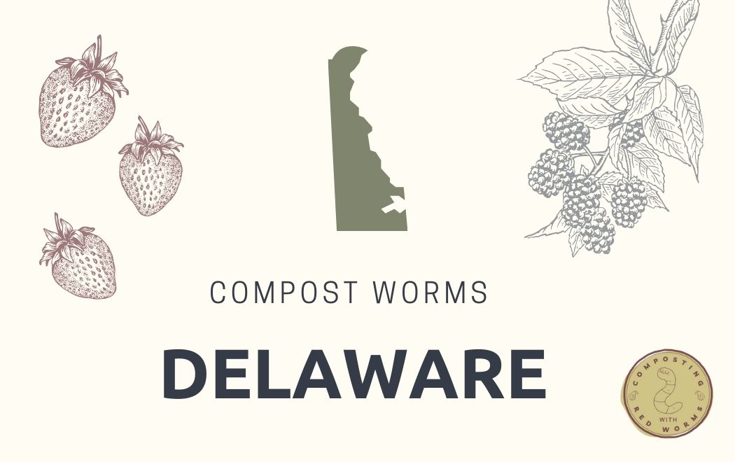 CompostingWorm's tweet image. Happy #humpday!
Here is our newly updated guide on where to buy compost worms in #Delaware
compostingwithredworms.com/buy-red-worms-…