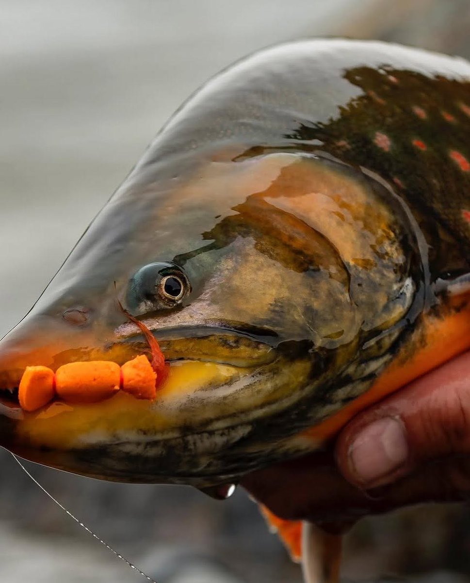 HookHackerblog's tweet photo. Big Char Energy! 🎣

#FlyFishing #FishingLife #CatchAndRelease #articchar #char #TroutFishing #FishingAddict #trendingreels❤️ #FlyTying #AnglerLife #FishingDaily https://t.co/Z19z60kKdE