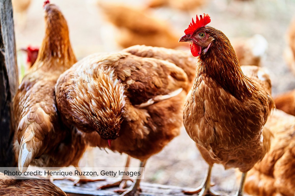 Olena Sambucci, Daniel Sumner, and Erica Van Fleet examine how avian influenza has affected the CA egg and dairy industries in new #AREUpdate article “Avian Influenza and the Economics of California Eggs and Milk: Some Early Assessments” Read more: tinyurl.com/5pxa83kx
#H5N1